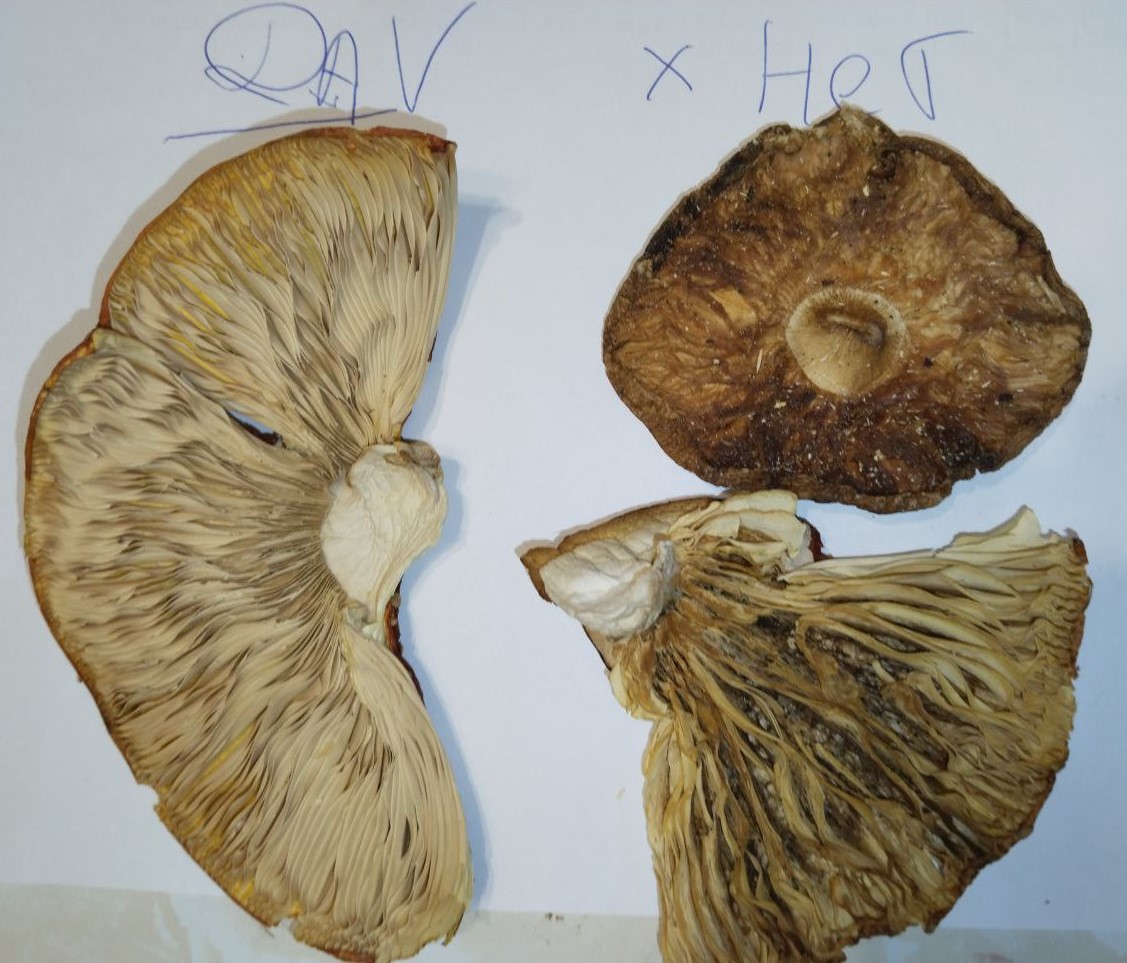 Пример качественных сушёных шляпок красного мухомора